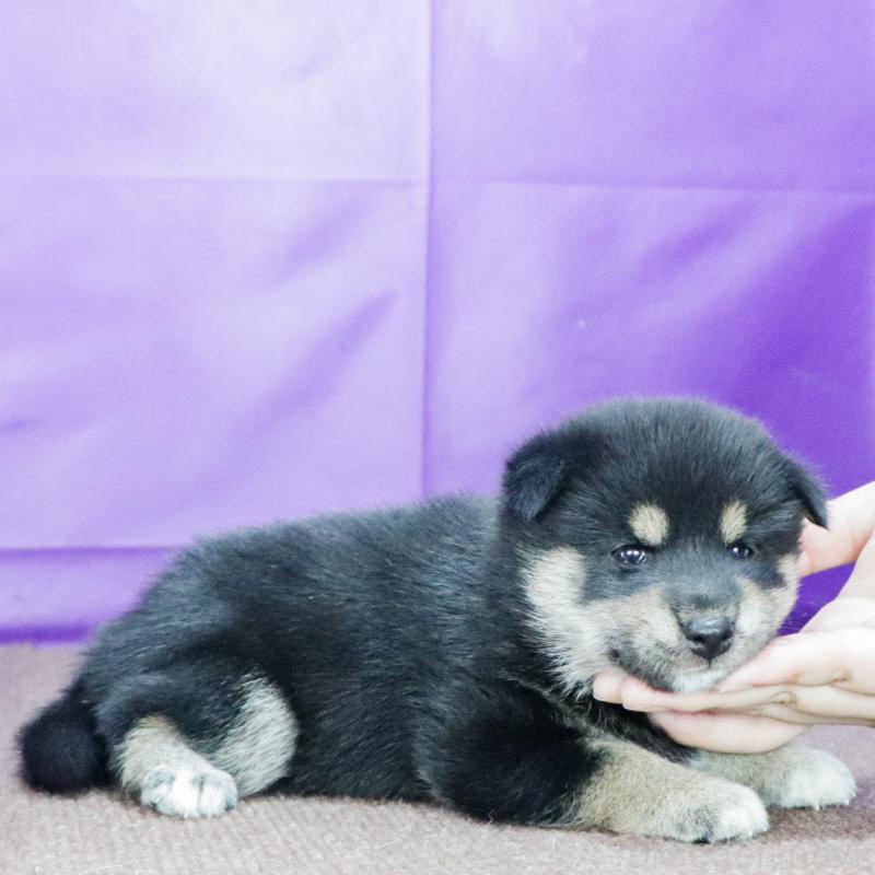 販売中の愛知県の柴犬-407173の12枚目